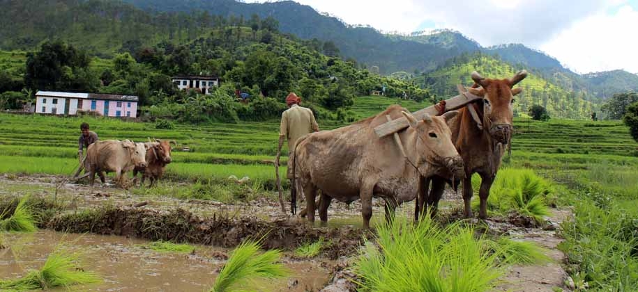 Uttarakhand राज्य में 3900 क्लस्टर में जैविक खेती को बढ़ावा दिया जा रहा, प्रधानमंत्री किसान सम्मान निधि से लाभांवित हो रहे हैं प्रदेश के 8.88 लाख किसान