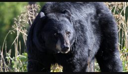 Uttarakhand भालू ने महिला पर किया जानलेवा हमला,  भतीजी ने दरांती से किये भालू पर वार, फिर क्या हुआ, पूरी खबर पढ़ें