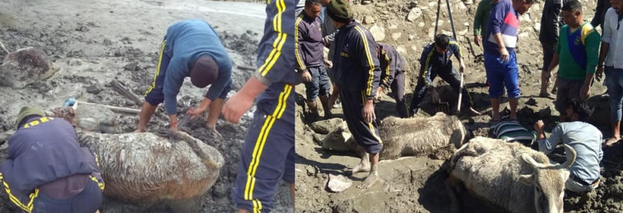 उत्तराखंड – पहाड़ी दलदल में डूब गई एक दर्जन गाय, SDRF ने फिर क्या किया, देखें