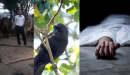 उत्तराखंड : कौए ने ऊपर से गिराया कुछ ऐसा कि पकड़ते ही एक महिला की मौत, एक घायल