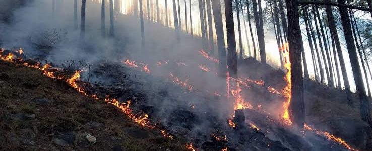 खाक हो रहे हैं उत्तराखंड के जंगल, आग रोकने में संसाधन नाकाफी, वन विभाग ने मांगे हेलीकॉप्टर खाक हो रहे हैं उत्तराखंड के जंगल, आग रोकने में संसाधन नाकाफी, वन विभाग ने मांगे हेलीकॉप्टर
