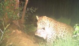 उत्तराखंड : जंगल में लगे कैमरे में कैद तेंदुए की इस हरकत से विशेषज्ञ हैरान, इंसान के लिए खतरे की घंटी