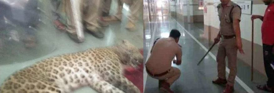 उत्तराखंड : आखिरकार कॉलेज में घुसे गुलदार को मारनी पड़ी गोली, शूटर पर भी किया हमला
