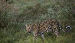 उत्तराखंड : 9 साल के अनिकेत को निवाला बनाने वाले गुलदार को शिकारी ने किया ढेर, लोगों ने ली राहत की सांस