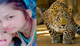 उत्तराखंड : छोटे भाई पर झपटा तेंदुआ, बहन ने भाई को सीने से चिपका कर बचाया, खुद गंभीर घायल