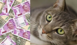 उत्तराखंड : बिल्ली ने उड़ा दिए दुकानदार के 90,000 रुपये, दुकानदार सदमे में, पड़ोसी हैरान