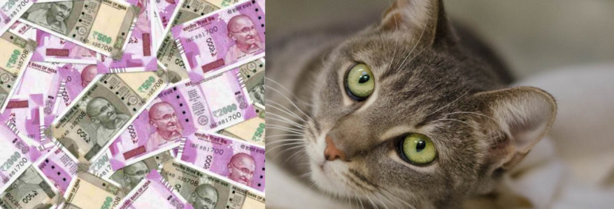 उत्तराखंड : बिल्ली ने उड़ा दिए दुकानदार के 90,000 रुपये, दुकानदार सदमे में, पड़ोसी हैरान