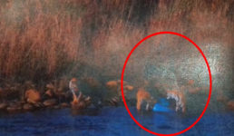 उत्तराखंड : यहां पलास्टिक खाते दिखे तीन बाघ, अधिकारियों में मचा हड़कंप