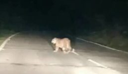 Uttarakhand यहां घूम रहा है एक खूंखार तेंदुआ, इलाके में अकेले जाने से बचें, ध्यान रखें