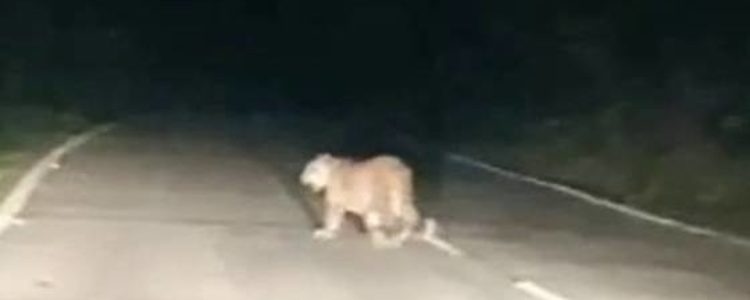 Uttarakhand यहां घूम रहा है एक खूंखार तेंदुआ, इलाके में अकेले जाने से बचें, ध्यान रखें