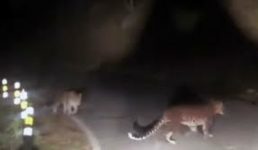 Uttarakhand यहां घूमते दिखे पांच-पांच तेंदुए, लोग दिन में भी अकेले घर से निकलते डर रहे, इलाके में दहशत