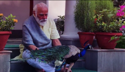 पीएम मोदी और इस मोर की गहरी है दोस्ती, देखें Video और पढ़ें मोर पर प्रधानमंत्री की कविता