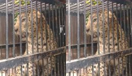 Uttarakhand यहां पकड़ा गया एक खूंखार तेंदुआ, पर दूसरों की दहशत अभी भी है बाकी, पढ़ें पूरी खबर