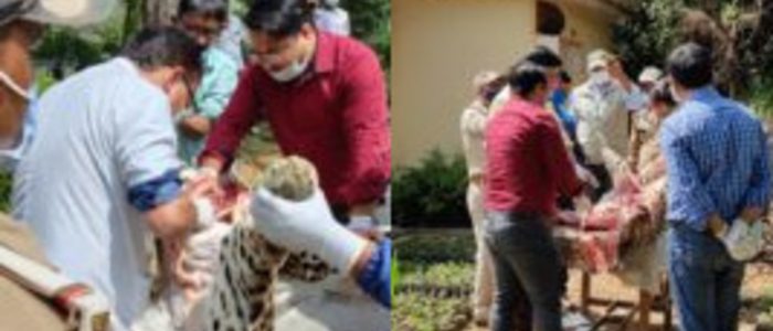 Uttarakhand दो लोगों को निवाला बनाने वाला तेंदुआ शिकारी की गोली से ढेर, लोगों ने ली राहत की सांस Uttarakhand दो लोगों को निवाला बनाने वाला तेंदुआ शिकारी की गोली से ढेर, लोगों ने ली राहत की सांस