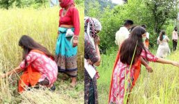 Uttarakhand जब खेत में फसल काटने पहुंची रुद्रप्रयाग डीएम वंदना सिंह, इलाके के लोग देखकर रह गए हैरान