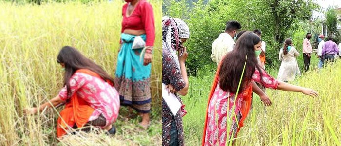 Uttarakhand जब खेत में फसल काटने पहुंची रुद्रप्रयाग डीएम वंदना सिंह, इलाके के लोग देखकर रह गए हैरान