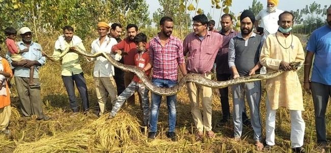 Uttarakhand यहां मिला 16 फीट लंबा अजगर, पूरी खबर पढ़ें Uttarakhand यहां मिला 16 फीट लंबा अजगर, पूरी खबर पढ़ें