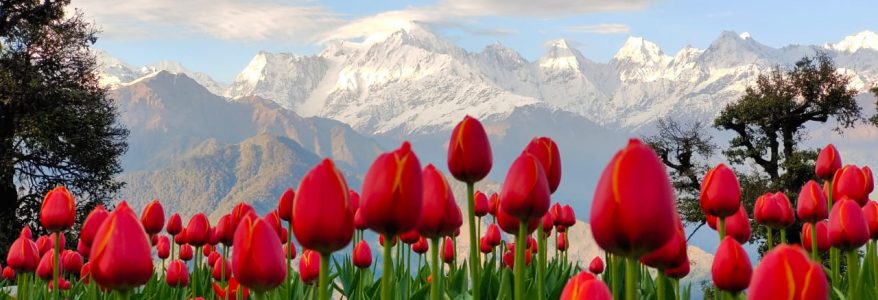 Uttarakhand अब कश्मीर जाने की जरुरत नहीं, यहां बन गया है खूबसूरत ट्यूलिप गार्डन, तस्वीरें देखिए Uttarakhand अब कश्मीर जाने की जरुरत नहीं, यहां बन गया है खूबसूरत ट्यूलिप गार्डन, तस्वीरें देखिए