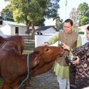 सीएम धामी ने गोवर्धन पूजा पर गायों की पूजा की, पत्नी गीता धामी भी रहीं मौजूद