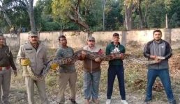 Uttarakhand : यहां मिला विशाल अजगर, बड़ी मुश्किल से आया काबू में