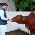 मुख्यमंत्री पुष्कर सिंह धामी ने गोवर्धन पूजा के अवसर पर गौमाता की पूजा-अर्चना कर प्रदेश की खुशहाली, समृद्धि और जन कल्याण की कामना की मुख्यमंत्री पुष्कर सिंह धामी ने गोवर्धन पूजा के अवसर पर गौमाता की पूजा-अर्चना कर प्रदेश की खुशहाली, समृद्धि और जन कल्याण की कामना की