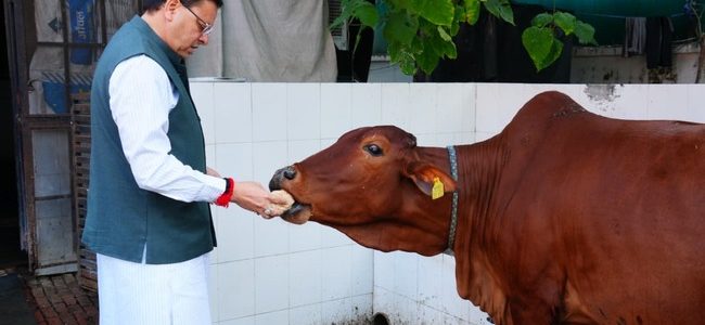 मुख्यमंत्री पुष्कर सिंह धामी ने गोवर्धन पूजा के अवसर पर गौमाता की पूजा-अर्चना कर प्रदेश की खुशहाली, समृद्धि और जन कल्याण की कामना की मुख्यमंत्री पुष्कर सिंह धामी ने गोवर्धन पूजा के अवसर पर गौमाता की पूजा-अर्चना कर प्रदेश की खुशहाली, समृद्धि और जन कल्याण की कामना की
