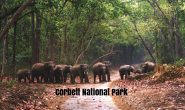 उत्तराखंड : कॉर्बेट नेशनल पार्क और राजाजी टाइगर रिजर्व पर्यटकों के लिए खुले, कॉर्बेट के सभी गेस्ट हाऊस फुल
