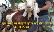 इस बकरी का Video देखकर आप भी हैरान रह जाएंगे, कैसे भुलाती है गम