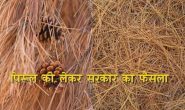 चीड़ की पत्ती पिरूल को लेकर उत्तराखंड सरकार ने ले लिया है ये बड़ा फैसला