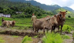 उत्तराखंड – योजना बनी किसानों के कल्याण के लिए, लेकिन फायदा उठा रही हैं बीमा कंपनियां