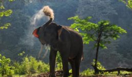कोटद्वार में चारा लेने गई महिलाओं पर हाथी का हमला, एक की मौत, तीन महिलाएं गंभीर रूप से घायल