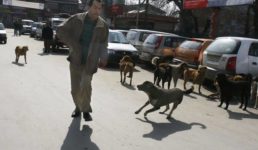 उत्तराखंड : पुलिस कस्टडी से भागा आरोपी, लेकिन आवारा कुत्तों ने पकड़वाकर फिर पहुंचा दिया हवालात