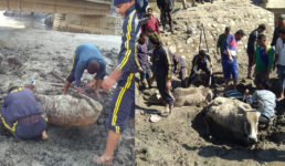 उत्तराखंड – पहाड़ी दलदल में डूब गई एक दर्जन गाय, SDRF ने फिर क्या किया, देखें