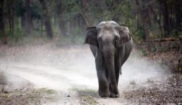 उत्तराखंड : राज्य में बनेगा हाथियों का पहला अस्पताल, हर किस्म की बीमारी का होगा इलाज
