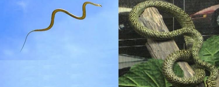 उत्तराखंड : यहां उड़ने वाला सांप निकलने से मच गई खलबली, सबसे जहरीले सांप को पकड़ने में छूट गए पसीने उत्तराखंड : यहां उड़ने वाला सांप निकलने से मच गई खलबली, सबसे जहरीले सांप को पकड़ने में छूट गए पसीने