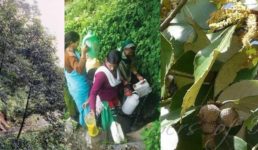 उत्तराखंड : उतीस और बांज जैसे पेड़ दूर कर सकते हैं पहाड़ों का जल संकट, जरूरत है मुड़ कर देखने की
