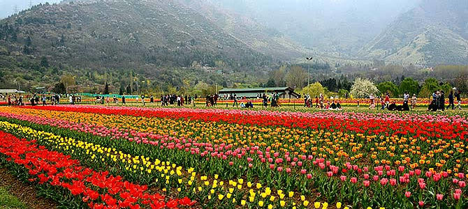 उत्तराखंड में यहां बनने वाला है देश का सबसे बड़ा ट्यूलिप गार्डन, पर्यटकों की लगेगी भीड़ उत्तराखंड में यहां बनने वाला है देश का सबसे बड़ा ट्यूलिप गार्डन, पर्यटकों की लगेगी भीड़