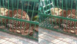 उत्तराखंड : नरभक्षी गुलदार फंस गया पिजड़े में, इसी हफ्ते एक आदमी का शिकार किया था इसने
