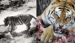 उत्तराखंड : जंगल में गश्त कर रहे कर्मचारी को बाघ ने बनाया निवाला, 4 घंटे बाद आधा खाया शव मिला