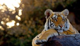 उत्तराखंड में बाघों की संख्या को लेकर जारी हुए आंकड़े, सामने आई अच्छी खबर