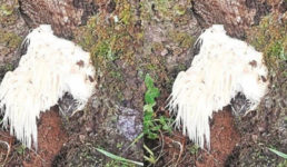 उत्तराखंड : यहां जमीन में उगता है मुर्गा, वन विभाग के शोध दल ने की खोज, आय का बड़ा साधन बन सकता है
