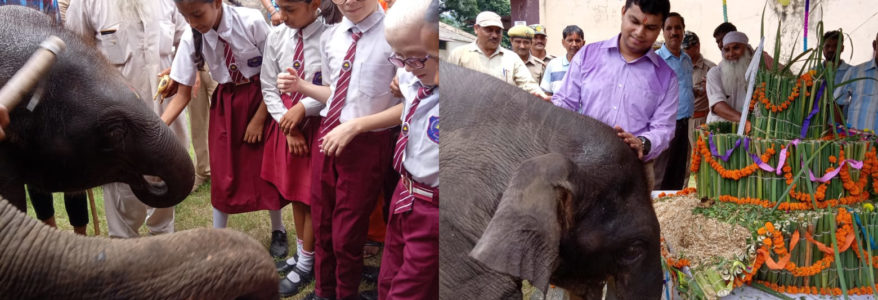 उत्तराखंड : कार्बेट पार्क में मनाया गया हाथी के बच्चे का पहला जन्मदिन, विशेष केक भी था तैयार उत्तराखंड : कार्बेट पार्क में मनाया गया हाथी के बच्चे का पहला जन्मदिन, विशेष केक भी था तैयार