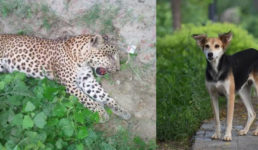 उत्तराखंड : एक कुत्ते के कारण तीन तेंदुओं की मौत, बड़ा खुलासा