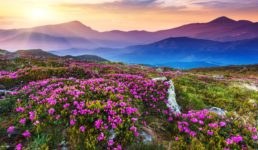 Uttarakhand विश्व प्रसिद्ध फूलों की घाटी शीतकाल के लिए बंद,  930 पर्यटक पहुंचे इस बार