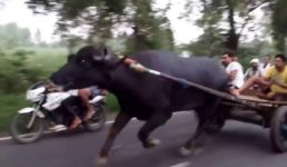 हरिद्वार : भैंसा बुग्गी का भैंसा बिदकने से युवक की मौत, परिवार में मचा कोहराम
