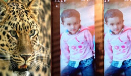 Pithoragarh News – 6 साल के मयंक को निवाला बनाने वाला आदमखोर तेंदुआ पकड़ा गया
