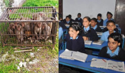 वन विभाग ने पकड़े बच्चों को परेशान करने वाले 15 बंदर, नैनीताल के एक स्कूल के बच्चों ने की थी शिकायत