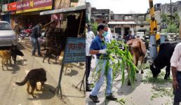 उत्तराखंड : भूख से बिलबिला रहे आवारा कुत्ते और गाय, लॉकडाउन में इंसान देखते ही कर रहे हरकत, तस्वीरें