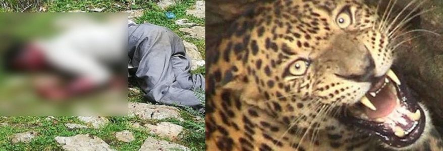 Uttarakhand : तेंदुए ने युवक को मार डाला, लॉकडाउन में जरूरी सामान लेने गया था दुकान पर, इलाके में शोक Uttarakhand : तेंदुए ने युवक को मार डाला, लॉकडाउन में जरूरी सामान लेने गया था दुकान पर, इलाके में शोक