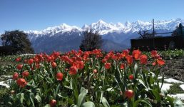 उत्तराखंड में बन गया सबसे बड़ा ट्यूलिप गार्डन, अब कश्मीर जाने की जरुरत नहीं, देखिए कहां